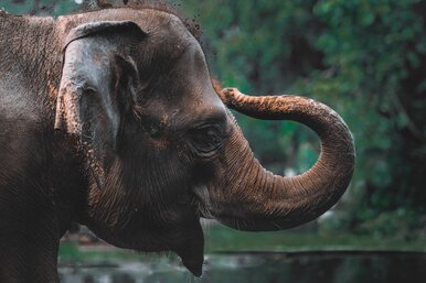 Секреты хобота: удивительные факты о самом гибком органе слона. Готовьтесь удивляться!