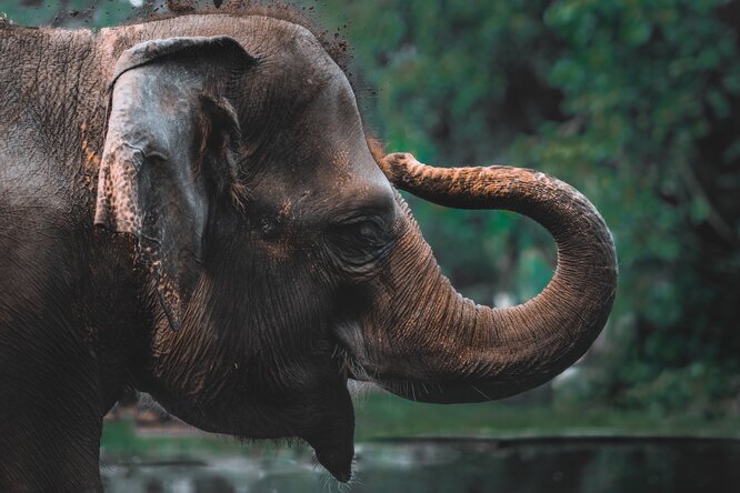 Что слон может сделать с помощью хобота: чудеса гибкости и деликатности