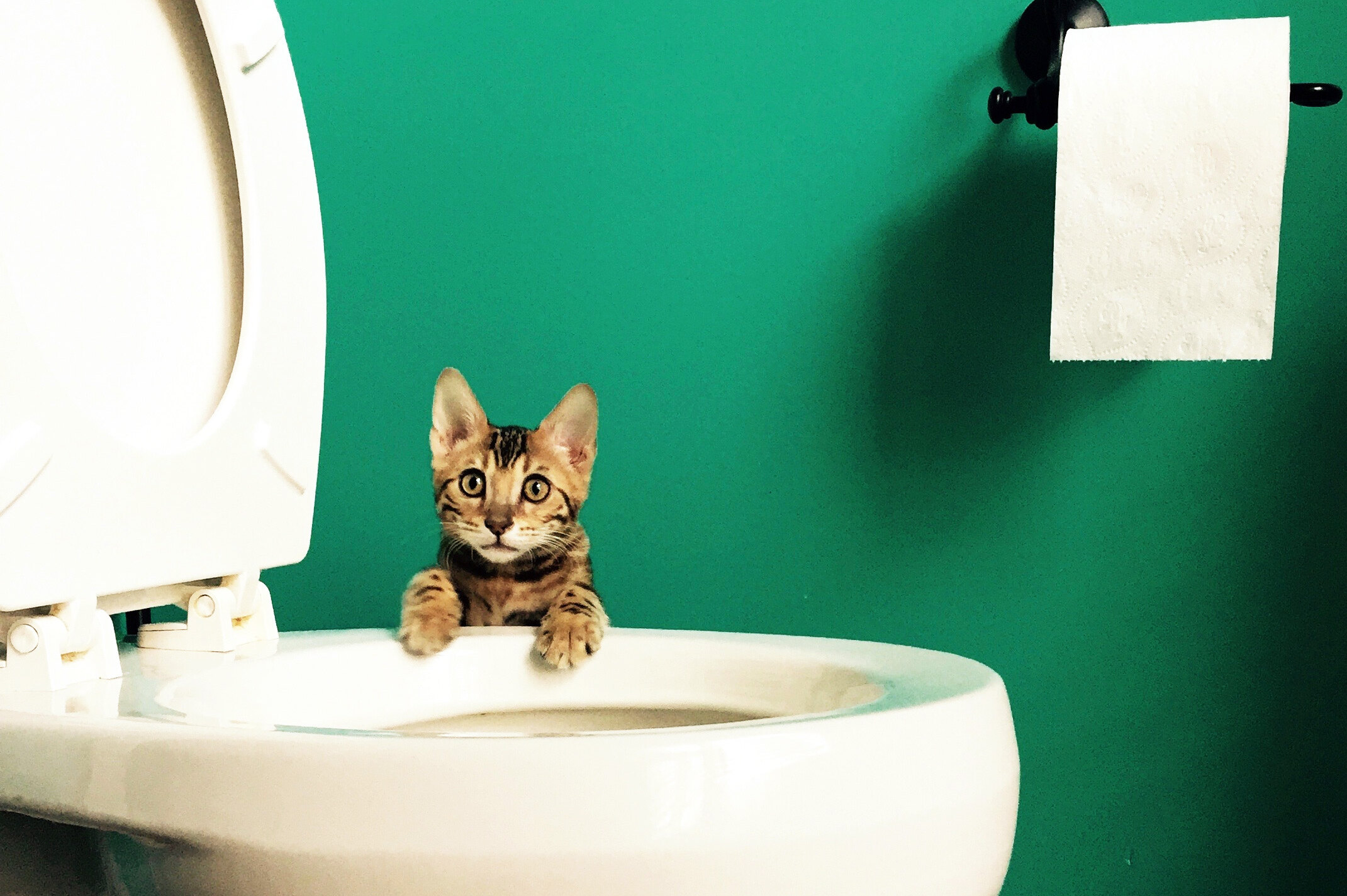 Как правильно менять и выбрасывать наполнитель для кошачьего туалета