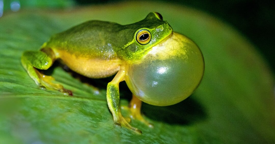 Почему в СССР удаляли гланды, а в России перестали это делать?