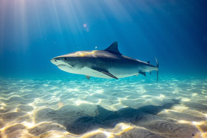 В Австралии отказались от термина «нападение акул», чтобы побороть стереотипы о хищниках