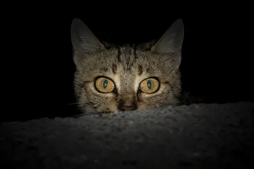 Почему глаза некоторых животных светятся в темноте