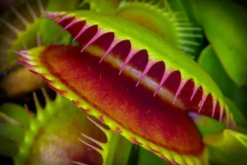 «Математику учить — зуб точить»: как хищные растения используют арифметику при охоте
