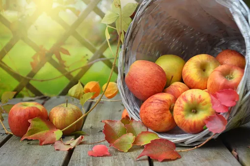 Яблоко, гнилое внутри или снаружи, не подлежит употреблению в пищу, но значит ли это, что от него нужно полностью отказываться?