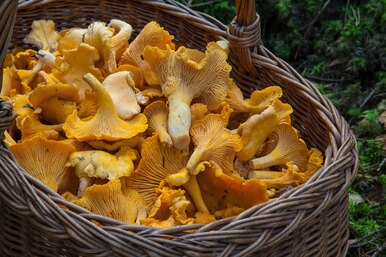 5 полезных свойств лисичек для мужского организма