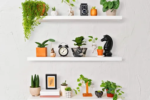 Какие красивые растения лучше всего выращивать в маленькой квартире