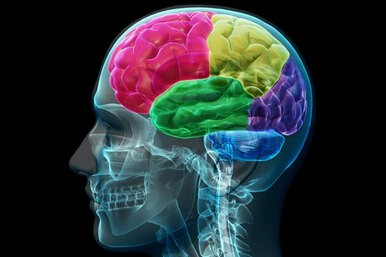 Правда ли, что в течение дня наш мозг меняется в размерах?