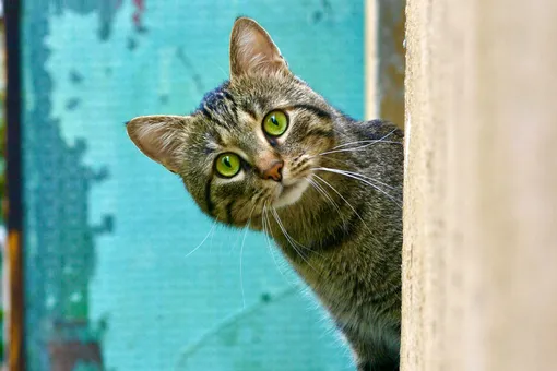 Упавший в химикаты кот посеял панику в японском городе: власти бьют тревогу