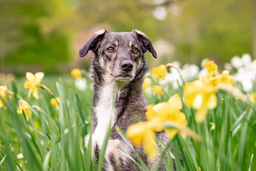 А вы знали, что эти популярные весенние цветы смертельно опасны для собак и кошек?
