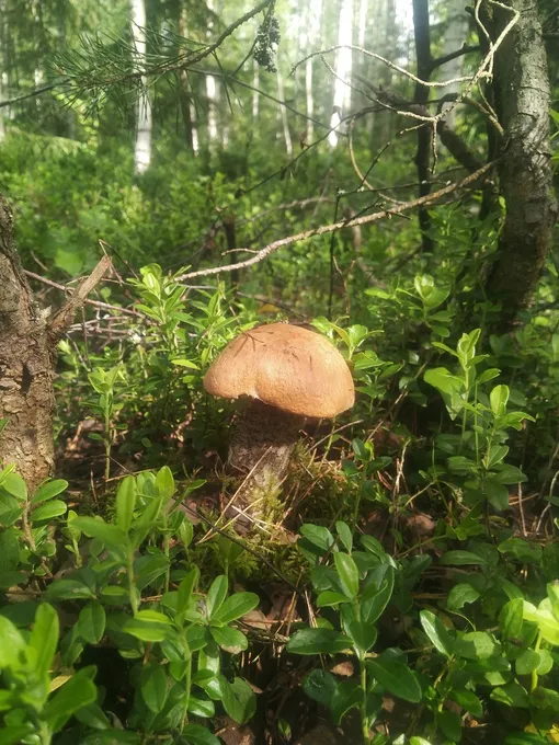 Гриб в лесу