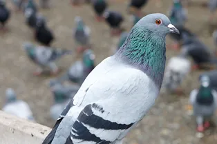 Ничего не забывают и никого не прощают: 10 интересных фактов о голубях, которые мало кто знает