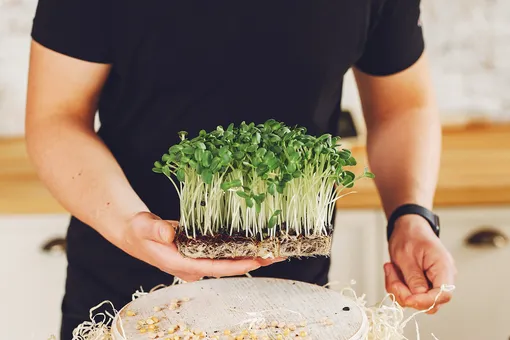 Микрозелень — это просто: выращивайте витамины на подоконнике