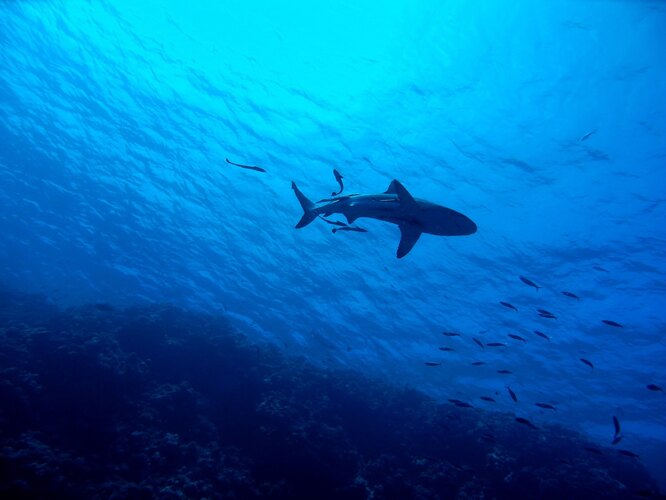 24 вида акул могут сегодня исчезнуть навсегда.