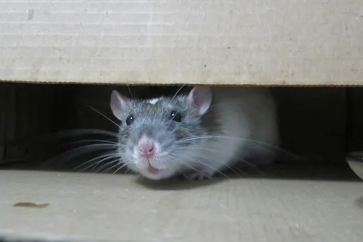 Пенсионерка разводит в квартире мангустов, но есть нюанс: это крысы