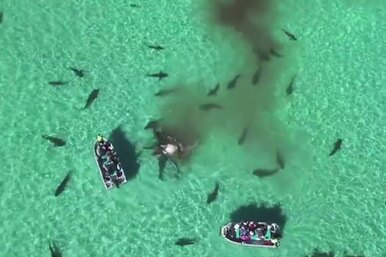 Эпическое противостояние: Кто выиграл – 70 акул или один кит?