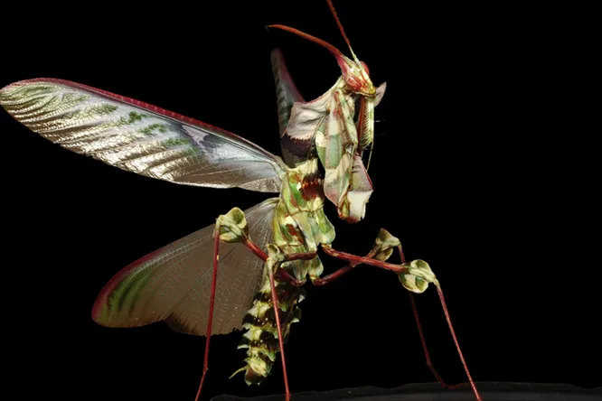 Idolomantis diabolica, получивший необычное имя «чёртов цветок». Крупный богомол, притворяющийся цветами и листьями - как свежими, так и увядшими. В зависимости от окружения у него немного меняется расцветка и форма.