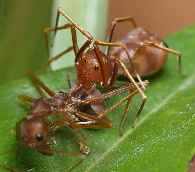 Маскируясь под муравьев, пауки, проживающие в Северной Америке, преследуют совсем не защитные цели. «Оборотни» проникают в муравьиную колонию и умерщвляют насекомых с помощью яда. В случае атаки сородичей убитого хищник использует тело жертвы как щит. Но обычно муравьи продолжают принимать охотника за своего.