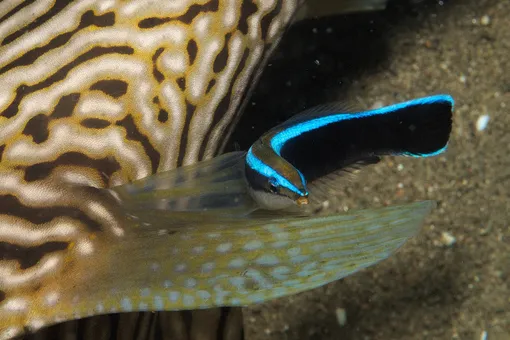 Голубой губанчик чистит кожу других рыб от паразитов