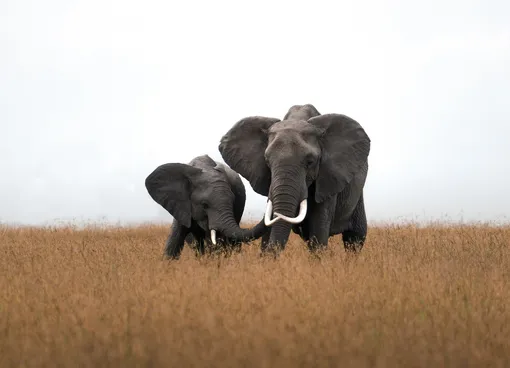 Слоны могут ускорить роды