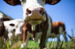 «Коровы повсюду, а творога нет» — почему в Америке так сложно найти этот источник белка?