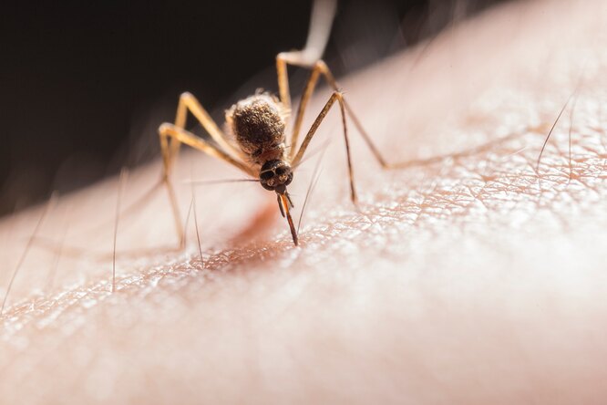 Что сделать, чтобы комариные укусы не чесались?
