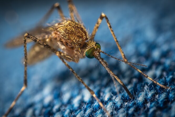 Какие болезни чаще всего передают комары?