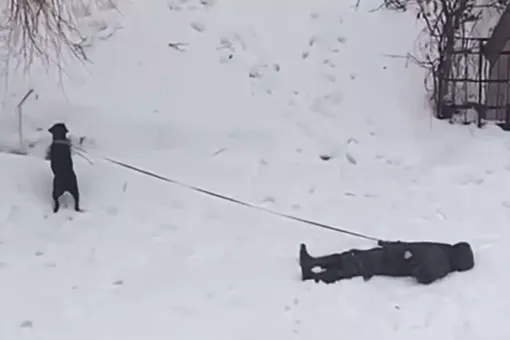 «Новогодний» способ выгула собаки: находчивый москвич попал на видео и всех рассмешил