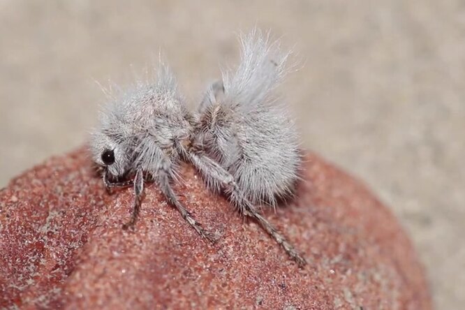 Белый и пушистый: пустынный бархатный муравей
