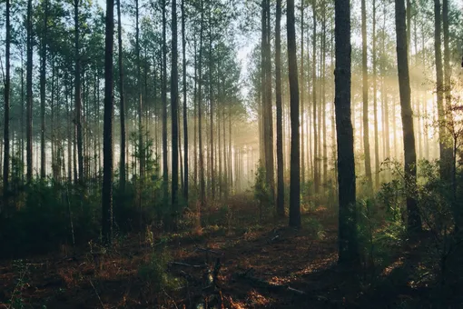Правда ли, что искусственная высадка лесов на самом деле бесполезна?