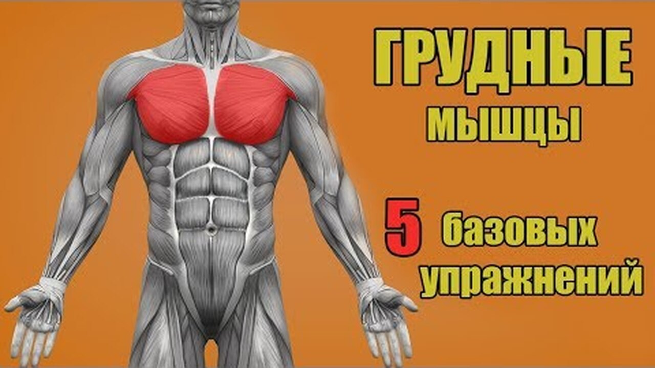 Как правильно качать мышцы груди