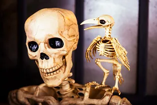 9 самых интересных фактов о скелете человека, о которых вы не знали