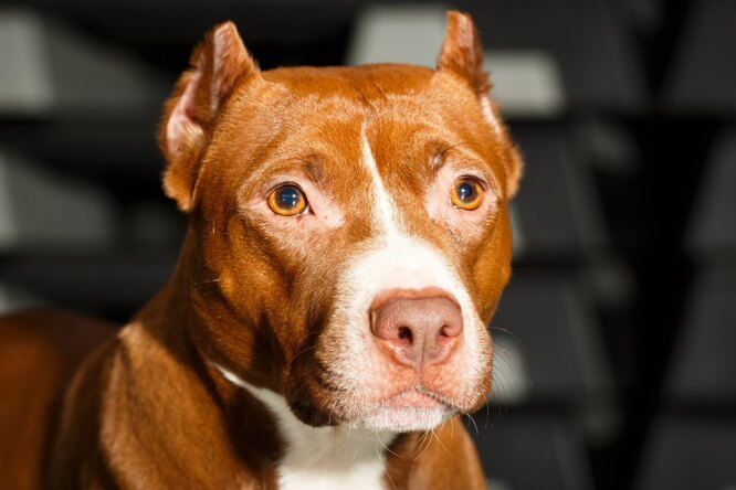 Особенности содержания собак бойцовских пород: советы от экспертов