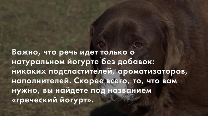 Какими продуктами можно кормить собаку?