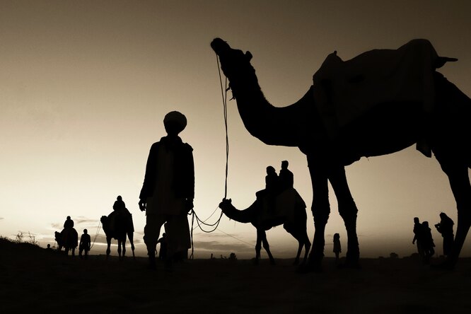 Верблюдов в Эмиратах начали специально заражать коронавирусом