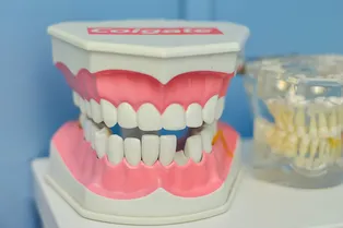Куда деваются зубы, которые удаляют стоматологи?