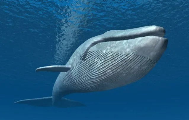 Низкие звуки, издаваемые китами для переговоров, невероятно громкие   они достигают 188 децибел. Для сравнения, предел человека   около 90 децибел, а реактивный самолёт гудит примерно на 140. Более того, киты могут слышать друг друга на расстоянии до 800 километров, в основном когда ищут полового партнёра. 