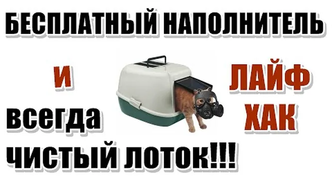 Факторы, которые следует принять во внимание Как правильно использовать наполнители для кошачьего лотка