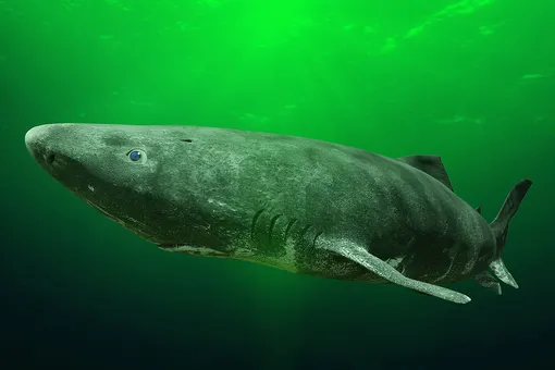 Рыбаки случайно выловили древнюю акулу, которой может быть более 500 лет. Этого хищника почти не встретить в природе
