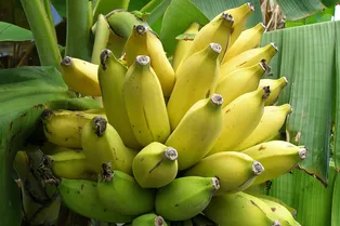 Как выращивают бананы?