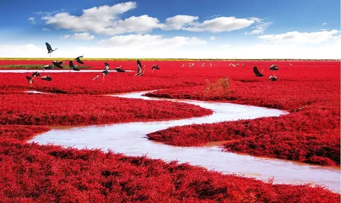 Красный пляж в Паньцзине, Китай. Лишь растение из вида Sueda может жить в почве с таким содержанием щёлочи, как в регионе Паньцзинь. В апреле, с началом цветения, цвет растительного ковра лишь слегка розовый, но к лету он меняется на насыщенно красный.