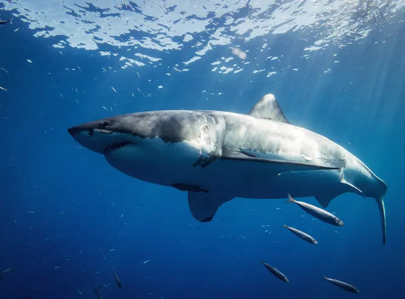 Чем на самом деле питаются акулы (нет, не людьми!)