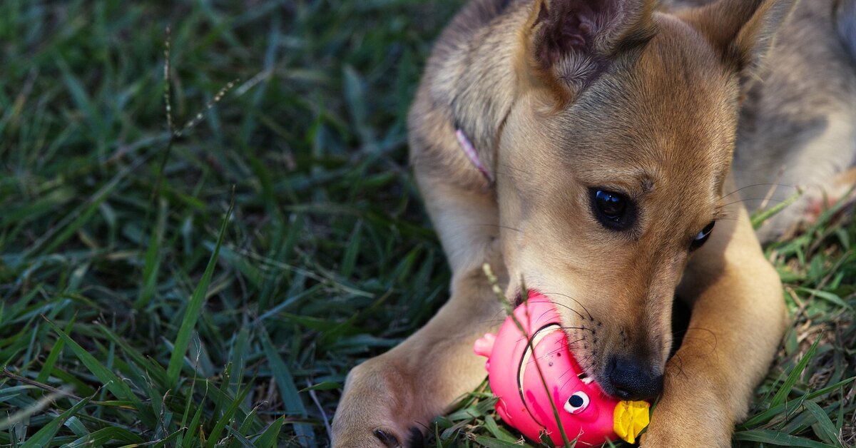 звук раздражающий собак. собаки слышат ультразвук. звук собаки. звук раздражающий собак. как собаки слышат звуки.