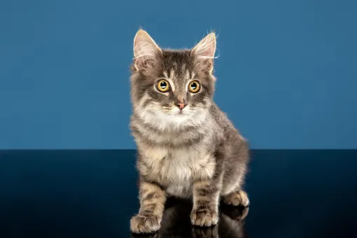 Почему кошки смотрят в пустоту и что можно определить по их зрачкам