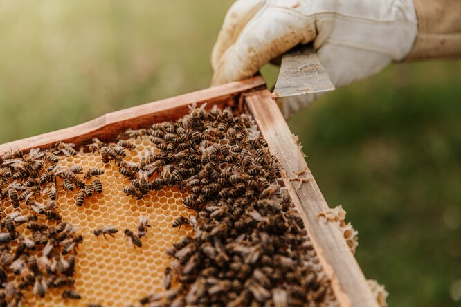 Rolls-Royce открыл вакансии пчеловодов на свою пасеку