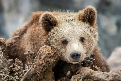 Россияне спасли крошечного гималайского медвежонка. Подопечный ест 7 раз в сутки