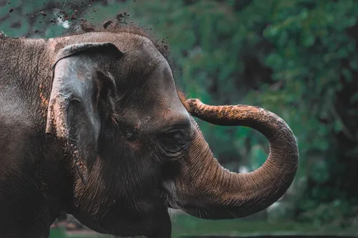 Как хобот облегчает слону жизнь