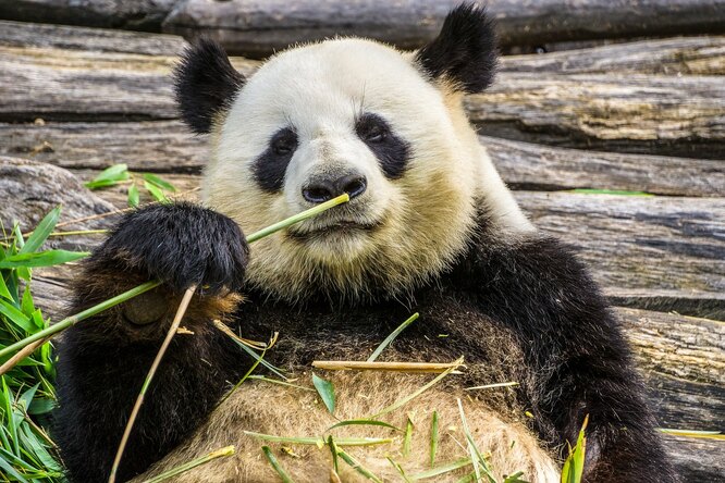 Самец панды поставил рекорд по продолжительности секса: только посмотрите на этого героя