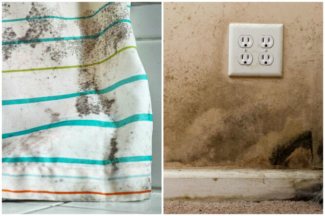 Как избавиться от плесени в доме?