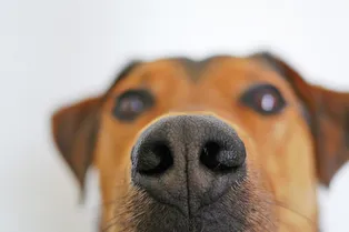 Правда ли, что собаки могут почувствовать запах страха?