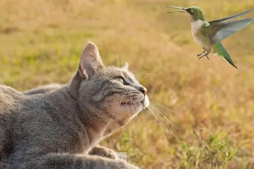 Почему кошки «стрекочут» при виде птиц?